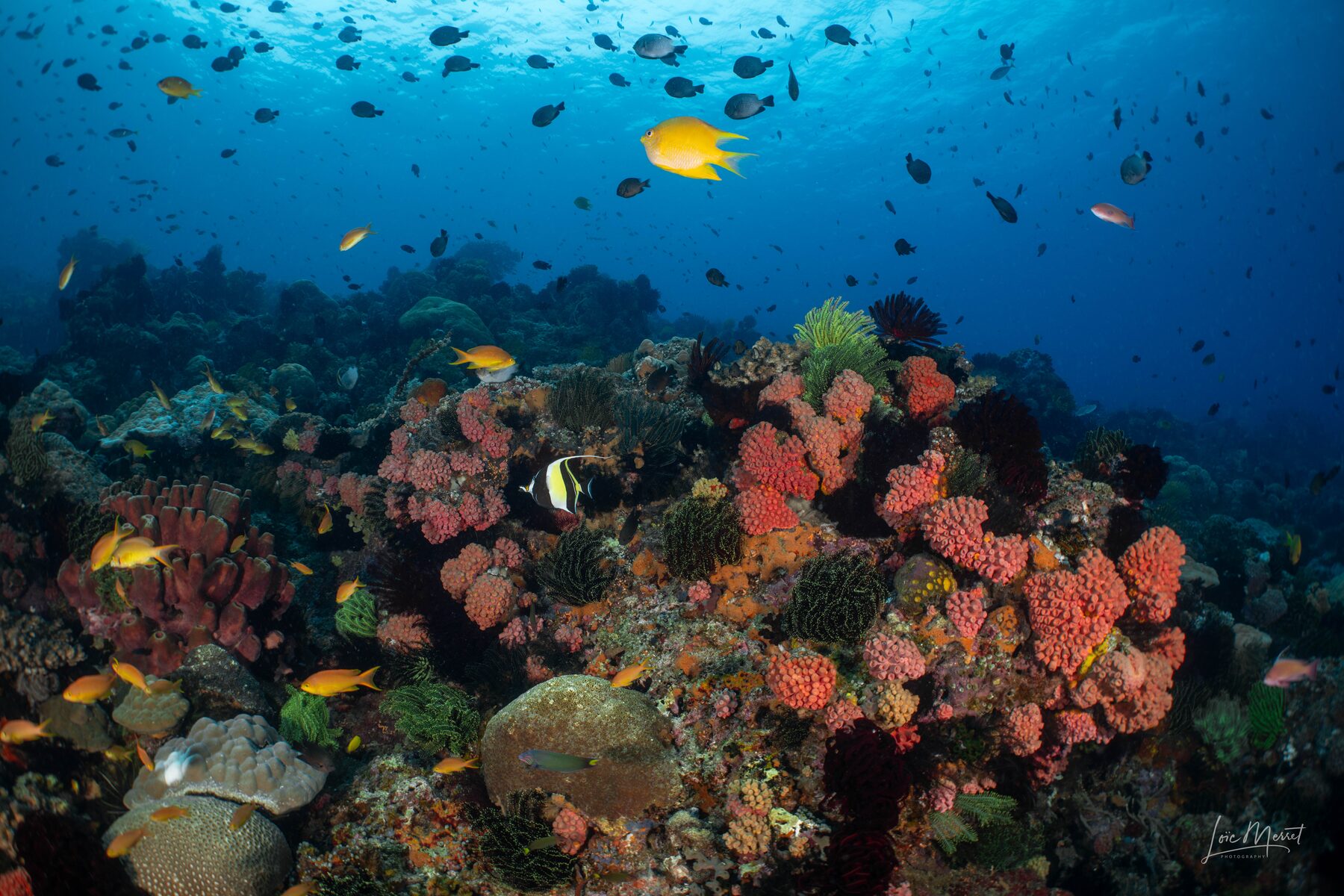 Thalatta Resort diving