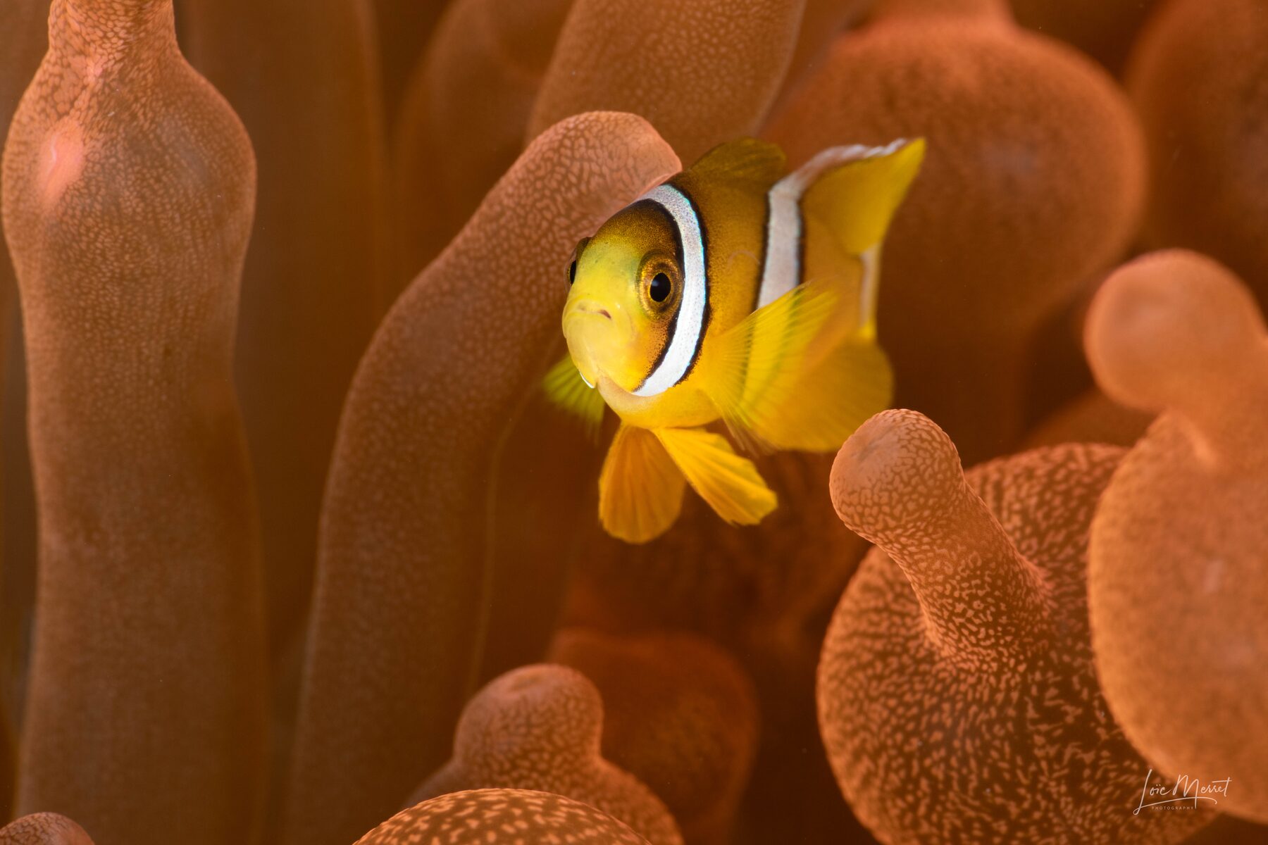 Thalatta Resort marine life