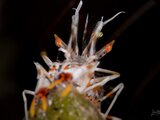 DSC_1957 Medium