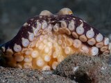 DSC_2520 Medium