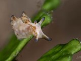 DSC_3771 Medium