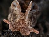 DSC_5642-3 Medium