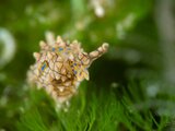 DSC_6628 Medium
