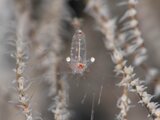 DSC_7354 Medium